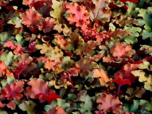 Tűzeső - Heuchera "