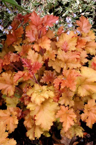 Tűzeső - Heuchera "
