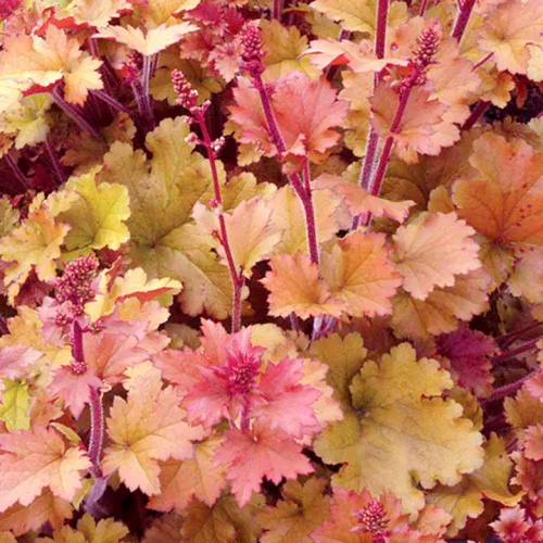 Tűzeső - Heuchera "