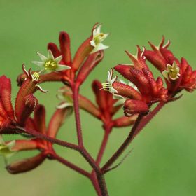 Kengurumancs narancs - Anigozanthos " "