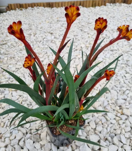 Kengurumancs narancs - Anigozanthos " "