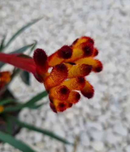 Kengurumancs narancs - Anigozanthos " "