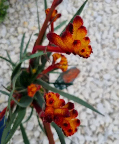Kengurumancs narancs - Anigozanthos " "
