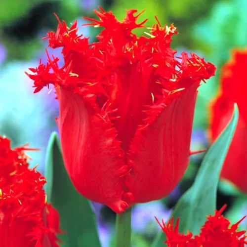 Rojtos szírmú tulipán - Tulip "Crystal Beauty"