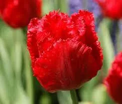 Rojtos szírmú tulipán - Tulip "Crystal Beauty"