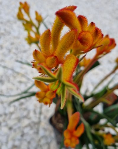 Sárga Kengurumancs - Anigozanthos " Glow"