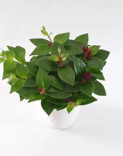 Csüngő rúzsvirág, szégyenlősvirág - Aeschynanthus "Mona Lisa"