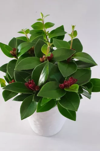 Csüngő rúzsvirág, szégyenlősvirág - Aeschynanthus "Mona Lisa"