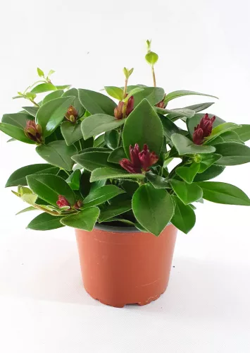 Csüngő rúzsvirág, szégyenlősvirág - Aeschynanthus "Mona Lisa"