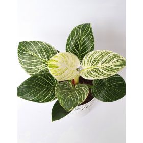 Philodendron Birkin "White Wave"