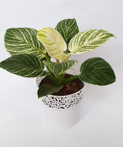 Philodendron Birkin "White Wave"