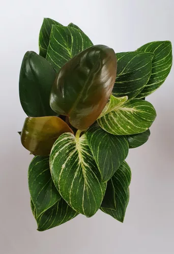 Philodendron Birkin "White Wave"