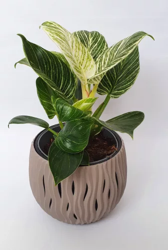 Philodendron Birkin "White Wave"