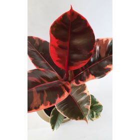 Ficus Elastica "Ruby" - Gumifa