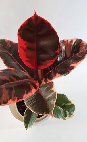 Ficus Elastica "Ruby" - Gumifa