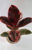 Ficus Elastica "Ruby" - Gumifa