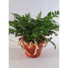   Pókláb páfrány - Davallia Bullata "Humata tyermanii"