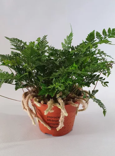 Pókláb páfrány - Davallia Bullata "Humata tyermanii"