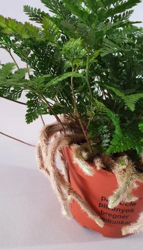 Pókláb páfrány - Davallia Bullata "Humata tyermanii"