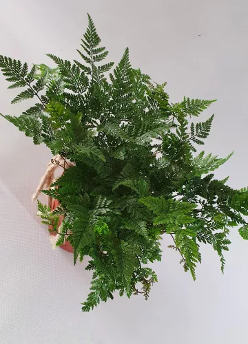Pókláb páfrány - Davallia Bullata "Humata tyermanii"