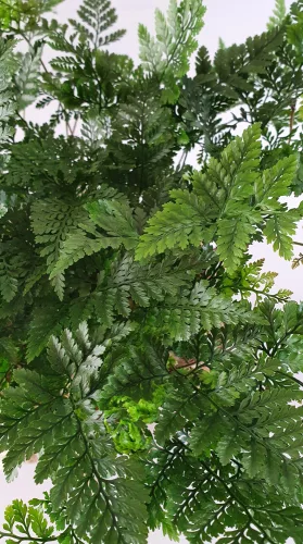 Pókláb páfrány - Davallia Bullata "Humata tyermanii"