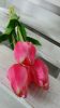 Élethű tulipán - sötétrózsaszín - 45 cm