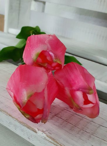 Élethű tulipán - sötétrózsaszín - 45 cm