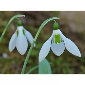 Pompás Hóvirág - Galanthus Elwesii