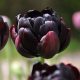 Telt virágú Tulipán - Tulip "Black Hero"