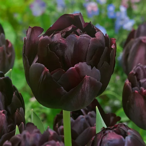 Telt virágú Tulipán - Tulip "Black Hero"