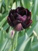 Telt virágú Tulipán - Tulip "Black Hero"
