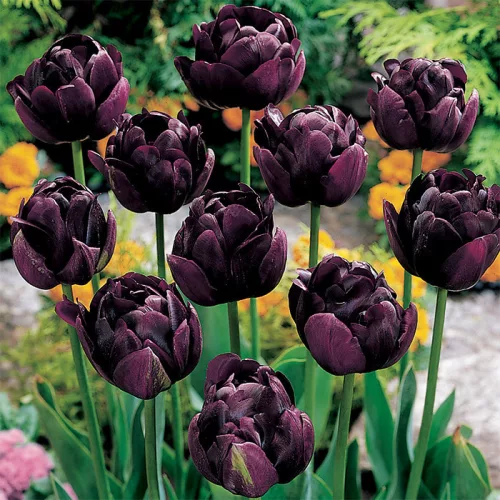 Telt virágú Tulipán - Tulip "Black Hero"