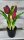 Élethű tulipán cserépben - bordó