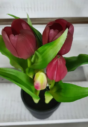 Élethű tulipán cserépben - bordó