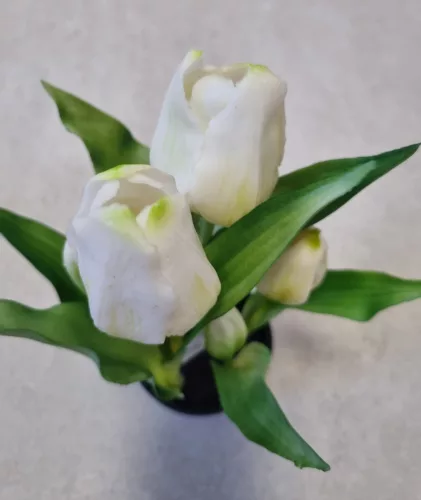 Élethű tulipán cserépben - fehér