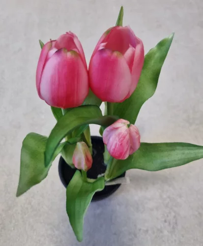 Élethű tulipán cserépben - sötét rózsaszín