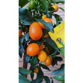 Kumquat - Kumkvat