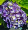 Kerti Hortenzia " Jip Blue" - Hydrangea macrophylla