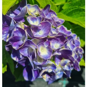   Kerti Hortenzia " Jip Blue" - Hydrangea macrophylla