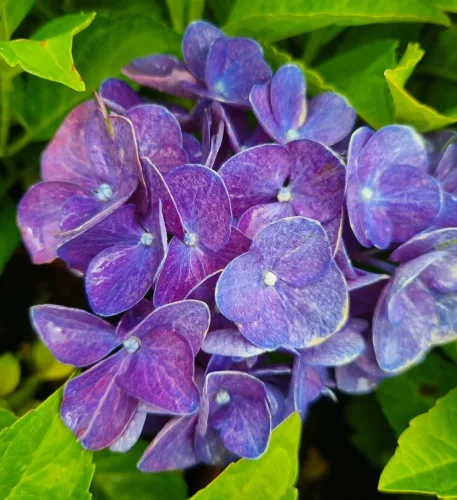 Kerti Hortenzia " Jip Blue" - Hydrangea macrophylla