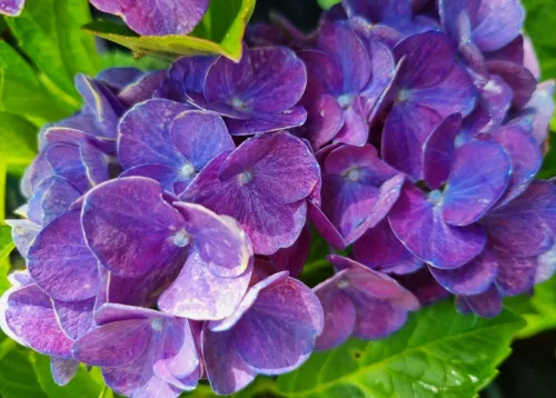 Kerti Hortenzia " Jip Blue" - Hydrangea macrophylla