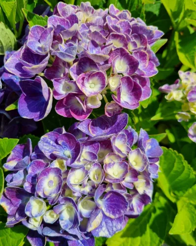 Kerti Hortenzia " Jip Blue" - Hydrangea macrophylla
