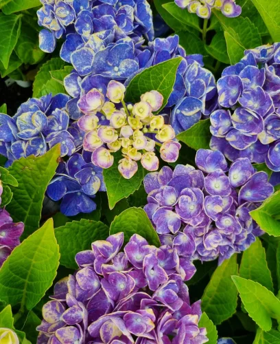 Kerti Hortenzia " Jip Blue" - Hydrangea macrophylla