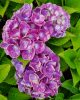 Kerti Hortenzia " Jip Blue" - Hydrangea macrophylla