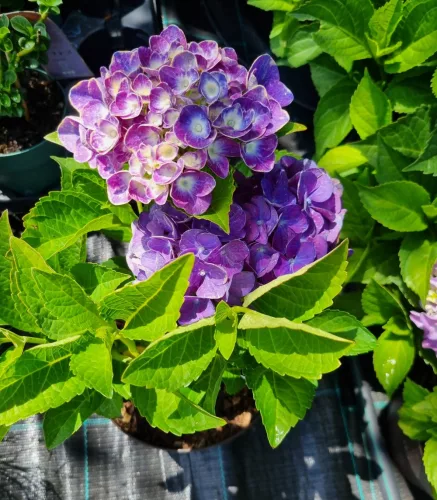 Kerti Hortenzia " Jip Blue" - Hydrangea macrophylla