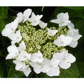  Kerti Hortenzia " Lanarth White" - Hydrangea macrophylla