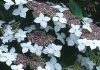 Kerti Hortenzia " Lanarth White" - Hydrangea macrophylla