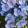 Kerti Hortenzia " Teller Blauling" - Hydrangea macrophylla