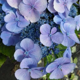   Kerti Hortenzia " Teller Blauling" - Hydrangea macrophylla