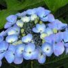 Kerti Hortenzia " Teller Blauling" - Hydrangea macrophylla